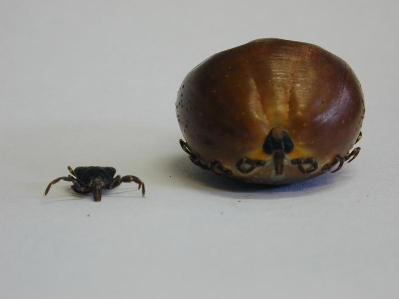Die tropische Buntzecke Amblyomma variegatum vor und nach der Fütterung