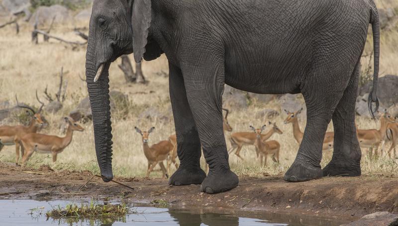 Elefant am Wasserloch im Serengeti Nationalpark. Die Serengeti ist eins der wenigen Gebiete mit stabilen und steigenden Elefantenzahlen.