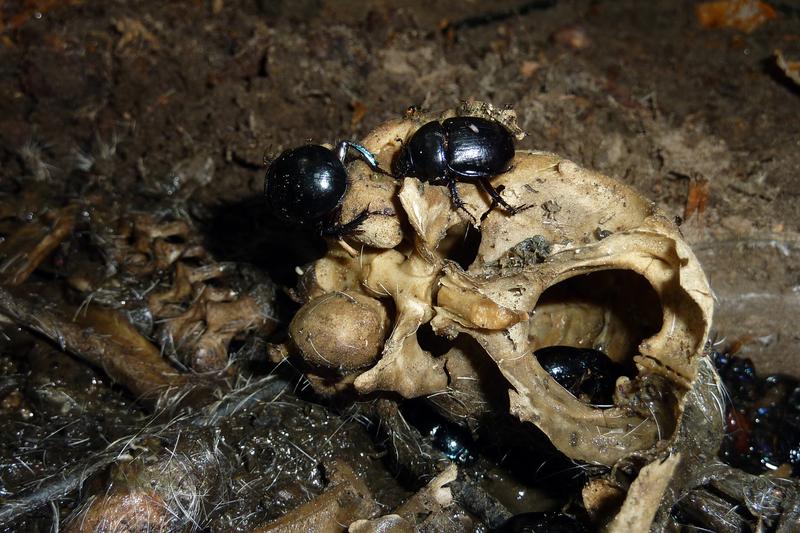 Nach sechs Tagen hatten Aasfresser den ersten Tierkadaver skelettiert. 