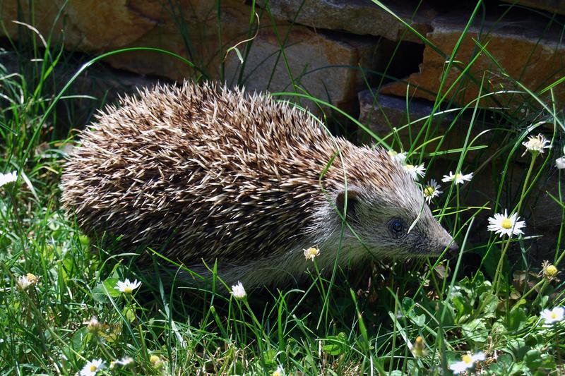 Igel sind häufige Besucher in unseren Gärten