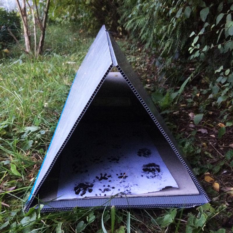 In einem speziellen Tunnel hinterlassen stachelige Gartenbesucher ihre Spuren