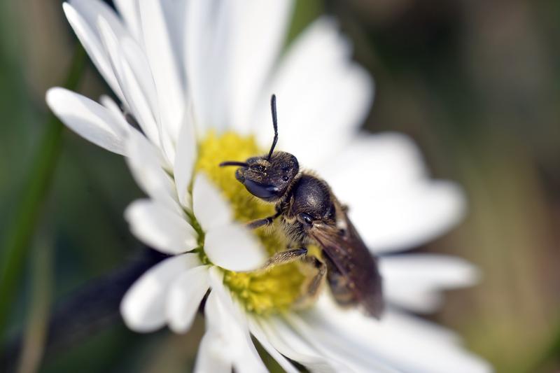 Häufige Bestäuber bevorzugen ähnliche Pflanzen   