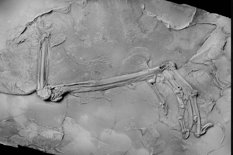 Acht fossile Vogelfüße aus der Grube Messel bezeugen Krokodilangriffe vor 48 Millionen Jahren. 