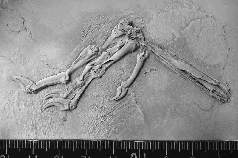 Anhand der untersuchten Vogelfuß-Fossilien zeigt sich, dass die Artenvielfalt der Vögel in der Grube Messel höher war, als bisher angenommen. 