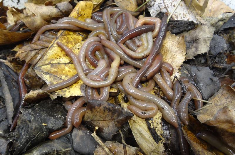 Earthworms of the species Lumbricus terrestris.