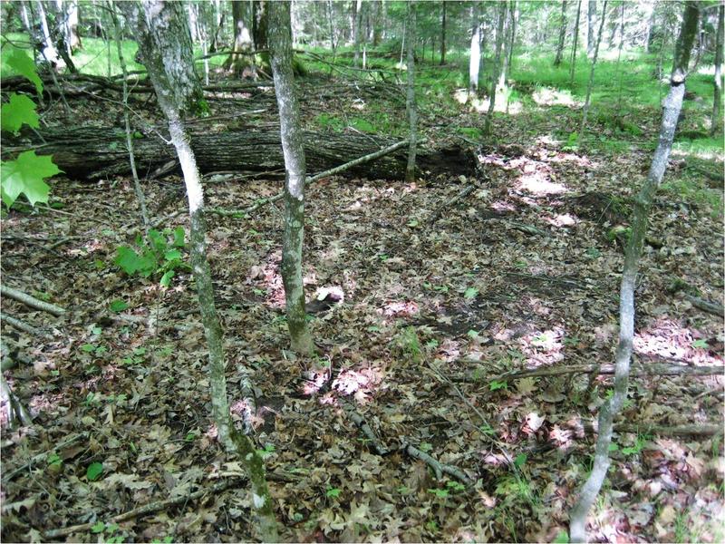 Poor understory vegetation in forest with earthworm invasion.