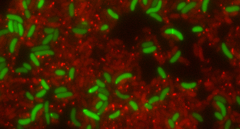 Vibrio cholerae bacteria (green) recycle T6SS proteins of the attacking sister cells (red) to build their own spear gun (light green intracellular structure).