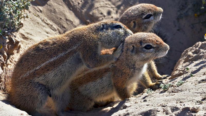 Kap-Borstenhörnchen leben in Gruppen.