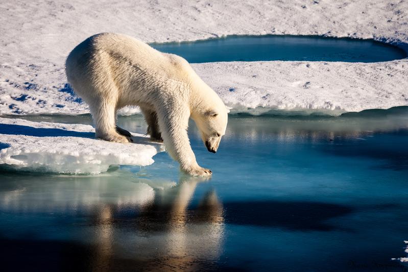 Polar bear tests the strength of thin sea ice in the Arctic