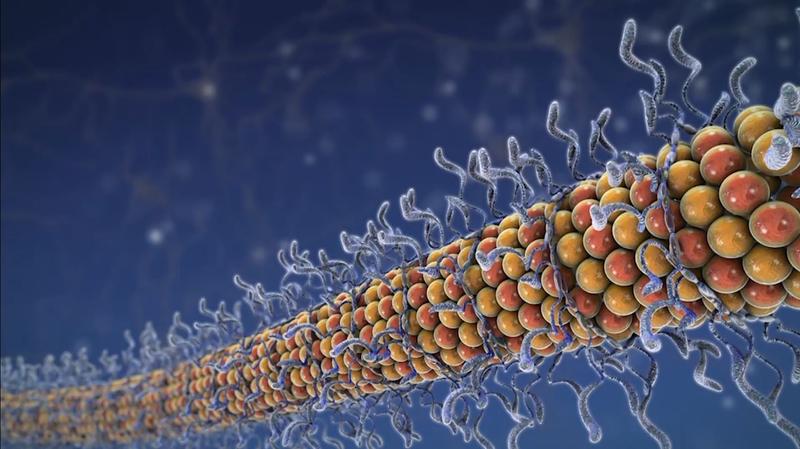 Bei Tau handelt es sich um ein natürlich im Gehirn vorkommendes Protein. Seine  Funktion ist es, Nervenzellen dabei zu unterstützen, ihre Form zu bewahren.