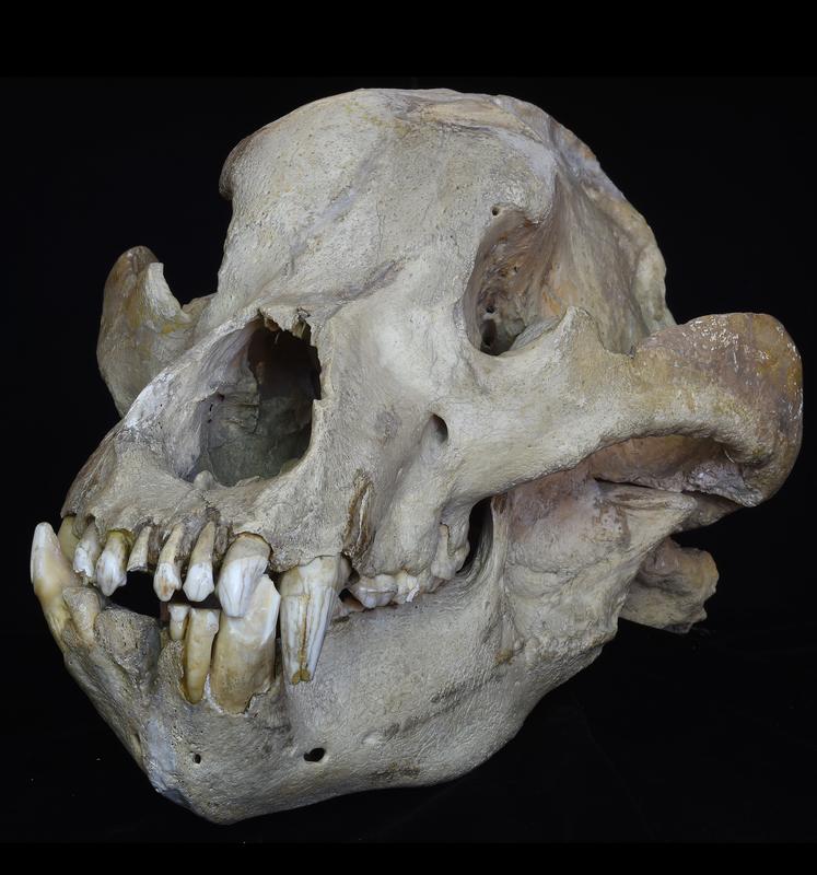  Schädel des ausgestorbenen Höhlenbären (Ursus spelaeus) aus dem Pleistozän [Fundort unbekannt]. 