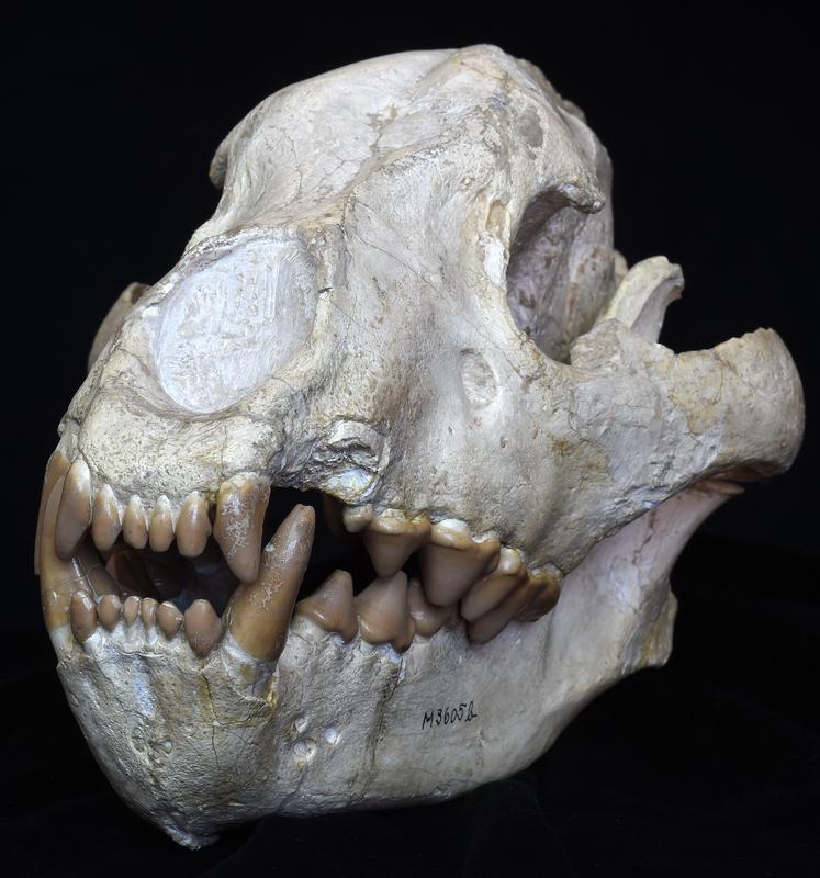 Schädel der augestorbenen Hyäne, Hyaena eximia, aus dem Pliozän, gefunden auf Samos, Griechenland. 