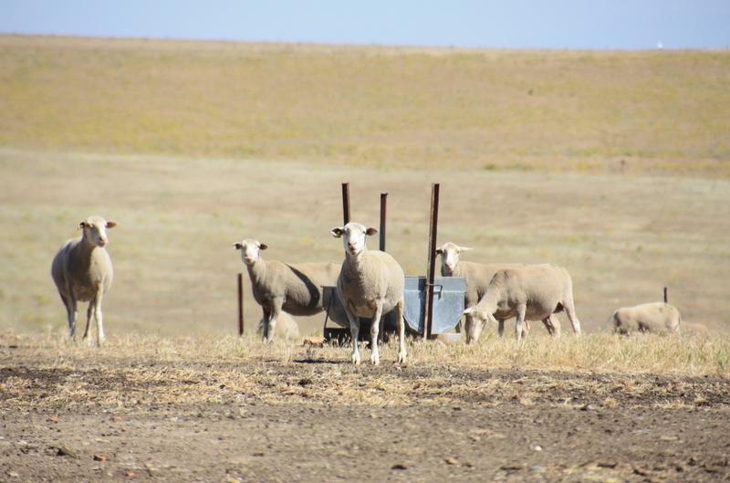 Schafproduktion unter trockenen Bedingungen in der Region Extremadura 