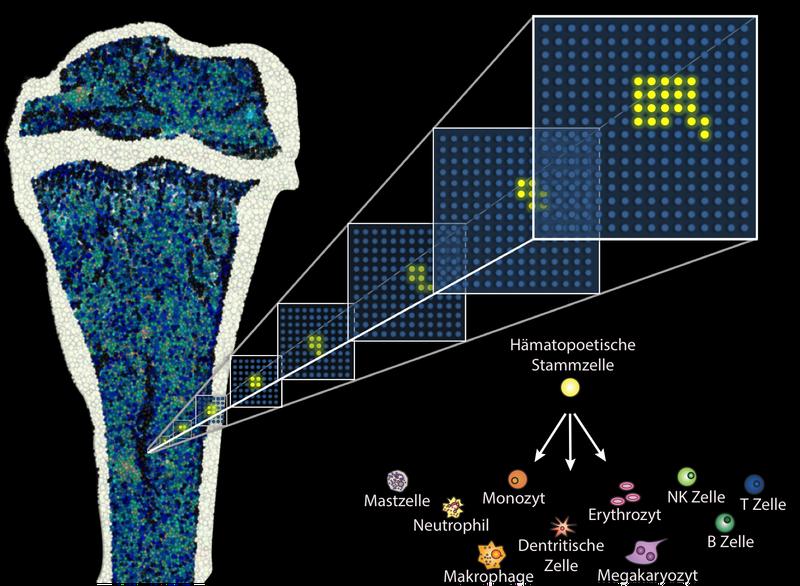 Entschlüsselung von Entwicklungswegen von Zellen des Immunsystems mittels neuer Techniken und unter Einsatz fluoreszierender Farbstoffe 