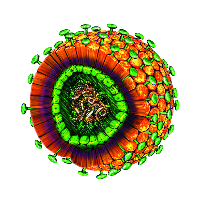 Modell eines Hepatitis-Virus.