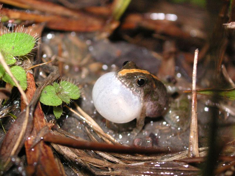 Kleiner Frosch mit großem Sound: Pseudopaludicola motorzhino. 