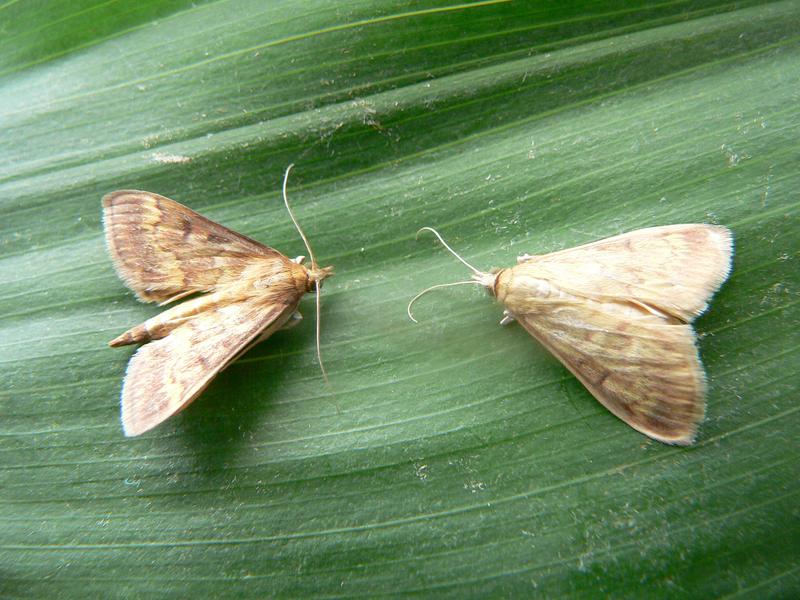 A male and female moth of the European Corn Borer Ostrinia nubilalis: Understanding the pheromone communication in this insect may contribute to a better pest control.