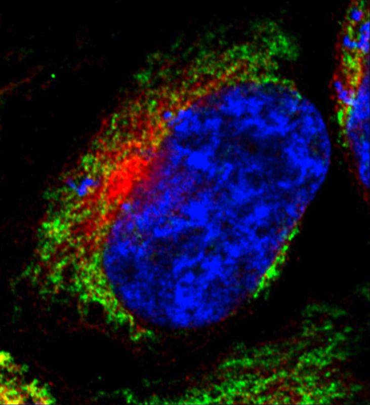 Die Immun-Fluoreszenzaufnahme einer menschlichen Zelle zeigt das Netzwerk der Mitochondrien (grün). Zum Vergleich sind der Zellkern in blau und das Endoplasmatische Retikulum in rot angefärbt.