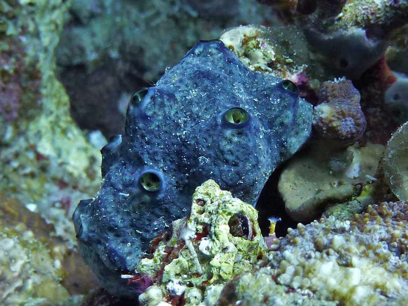 Als Teil der Schwammschleife wandelt der Riffschwamm Hemimycale arabica unsichtbares gelöstes organisches Material in Partikel um.