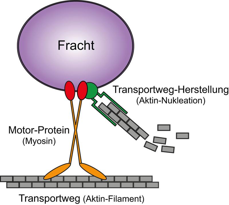 Modell der Aktin/Myosin-Funktion im Transport.