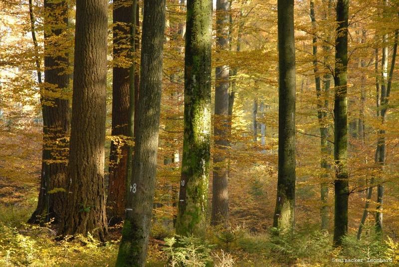 Untersuchungsfläche im Mischwald mit Douglasien, Tannen und Buchen im bayerischen Flachland. 