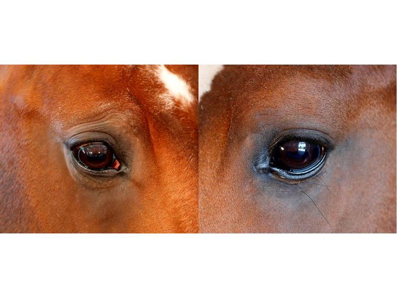 Pferd mit stark ausgeprägten Augenfalten (links) und ohne Augenfalten (rechts)