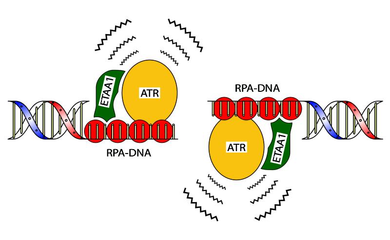Die Abbildung zeigt die Wirkweise des neu identifizierten Proteins. Es verbindet die ATR-Kinase mit einem Protein namens RPA, das einzelsträngige DNA aufspürt. So können DNA-Schäden behoben werden.
