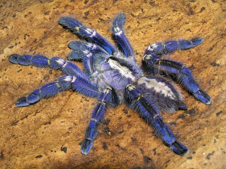 Die blaue Vogelspinne (Poecilotheria metallica) inspirierte Forscher zur Herstellung nicht irisierender struktureller Farben. 