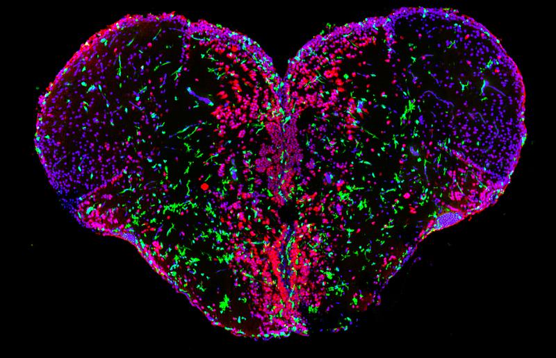 The image shows the spatial organization of immune cells (green) and neurons (red) on a cross section of adult zebrafish forebrain (cell nuclei: blue).