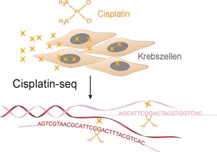 Nachweis von Cisplatin-Vernetzungsstellen.