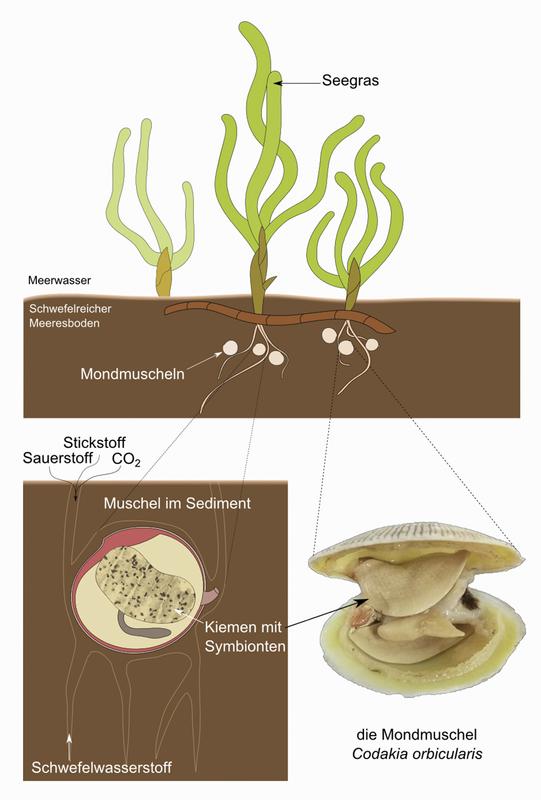 Abbildung 1 zeigt die Mondmuscheln im Sediment der Seegraswiese.