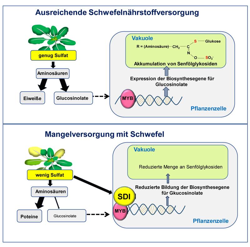 SDI unterdrückt die Biosynthese von Glucosinolaten bei Schwefelmangel (-S) durch Wechselwirkung mit dem Transkriptionsfaktor MYB28. 