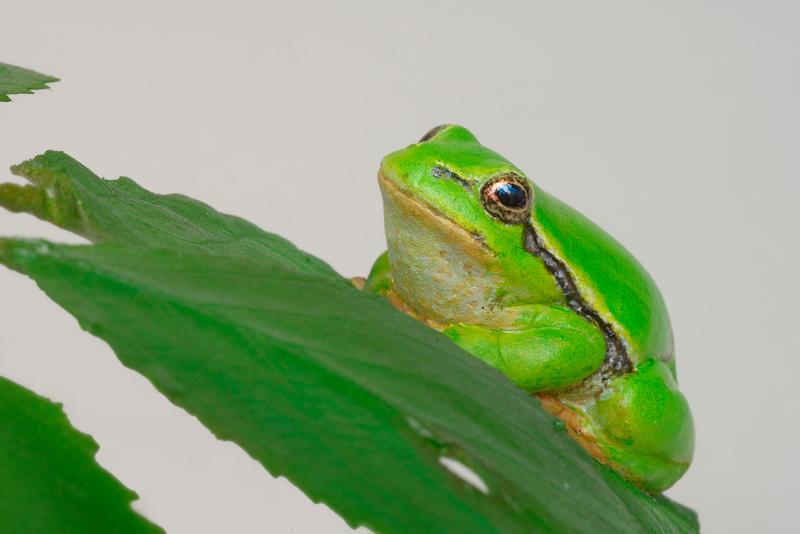 6_Wetterbote Laubfrosch, Modell Foto: Landesmuseum Natur und Mensch Oldenburg / W. Kehmeier