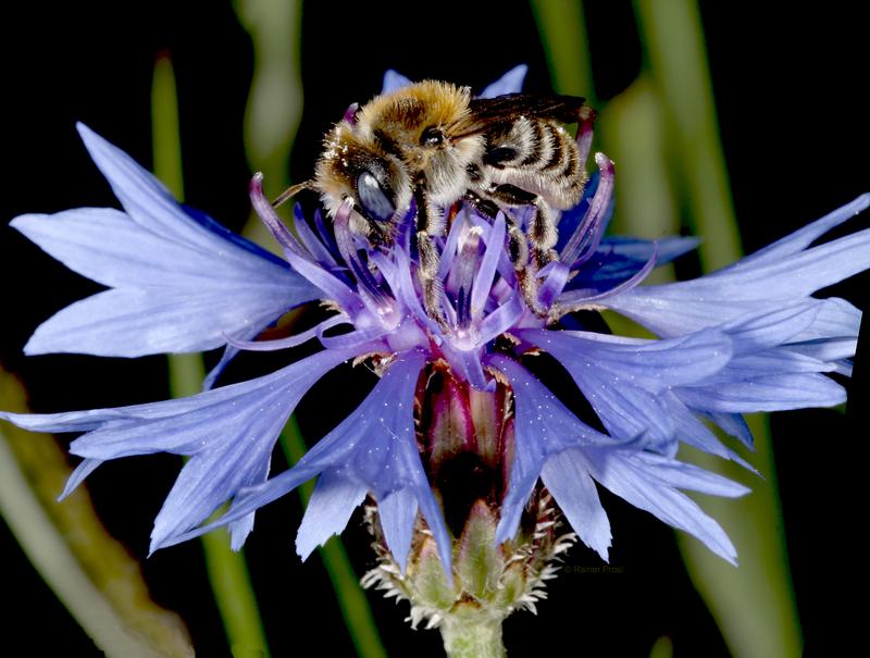 Die Mohnbiene (Hoplitis papaveris) beim Blütenbesuch auf Kornblume. Diese Einsiedlerbiene ist bundesweit stark im Bestand gefährdet und eine typische Bienenart der Agrarlandschaft.