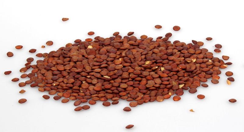 Lentils are rich in protein.