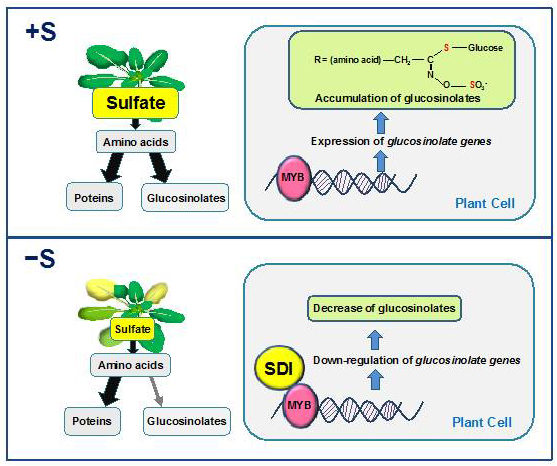 SDI represses biosynthesis of glucosinolates under sulfur deficient environment (−S) by interacting with MYB28.SDI enables plants to prioritize sulfur usage for primary metabolism under –S