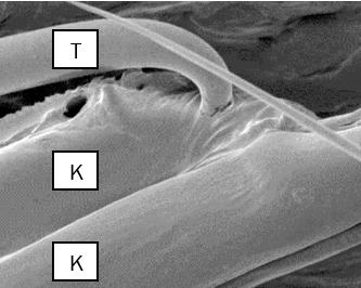 Abb. 1: REM-Aufnahme eines Blatthaars,Trichoms (T), der Gartenbohne. Das spitze Häkchen durchbohrt die Klaue (K) einer erwachsenen Zecke. Die Klauen sitzen auf den Vorderbeinen der Zecken. 
