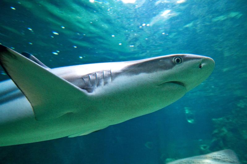 Die Haut von schnellschwimmenden Haien ist mit Riblets versehen, die die oberflächennahe Reibung so reduzieren, dass der Hai bei der Jagd Energie spart.