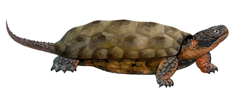 Reconstruction of the newly discovered toothed turtle Sichuanchelys palatodentata from the Middle Jurassic site of Wucaiwan, Xinjiang, China.