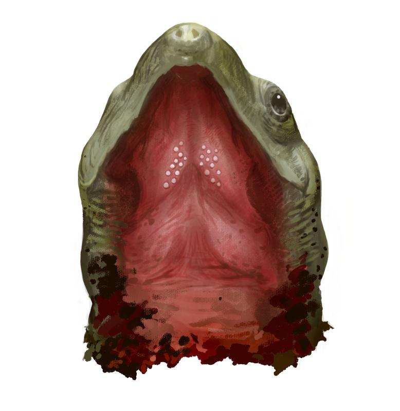 Reconstruction of the well preserved palate of the previously unknown Sichuanchelys palatodentata with remnants of teeth. 