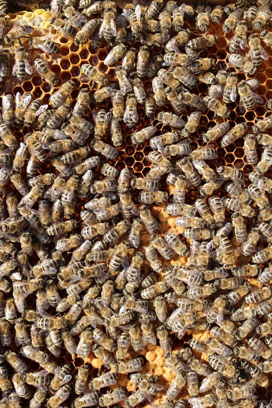 Starke und gesunde Bienenvölker können Imker nur nach Behandlungen gegen die Varroamilbe einwintern. 