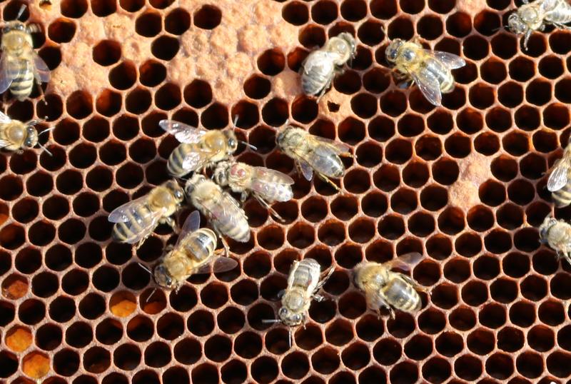 Die massiven Bienenvölkerverluste werden großteils durch die Varroamilbe und das Flügeldeformationsvirus verursacht.