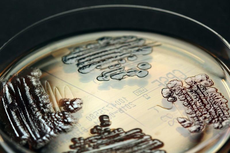 Multiresistente Enterobakterien in der Petrischale