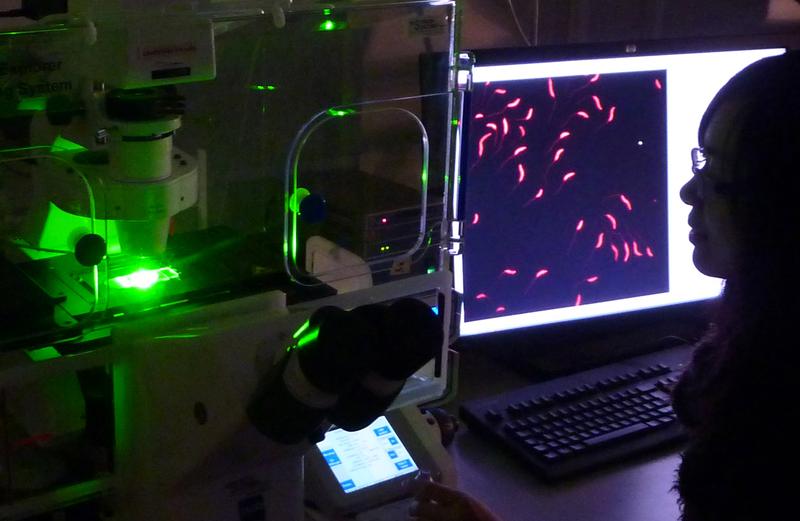 Eine Mitarbeiterin aus Professor Dr. Martin Thanbichlers Arbeitsgruppe nutzt ein vollautomatisiertes Fluoreszenzmikroskop, um Bakterien zu analysieren, die mit einem Farbstoff markiert sind.