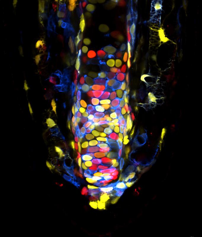 Brainbow Labeling