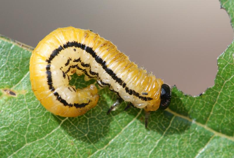 Larve der Blattwespe Hemichroa crocea an Schwarz-Erle. 