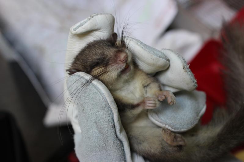 Der Abbau der Telomere gilt als Marker für das Altern von Zellen. Für einen Nachweis reichen wenige Zellen der Mundschleimhaut.