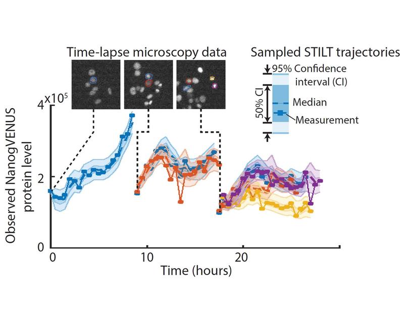 STILT generiert simulierte Proteinexpression sich teilender Zellen basierend auf gemessenen Daten und einem dynamischen Modell.