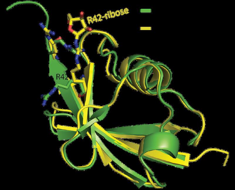 Kristallstruktur von Ubiquitin (grün) und modifiziertem Ubiquitin (gelb) mit einer zusätzlichen Phosphoribosyl-Gruppe an der Aminosäure in Position 42.