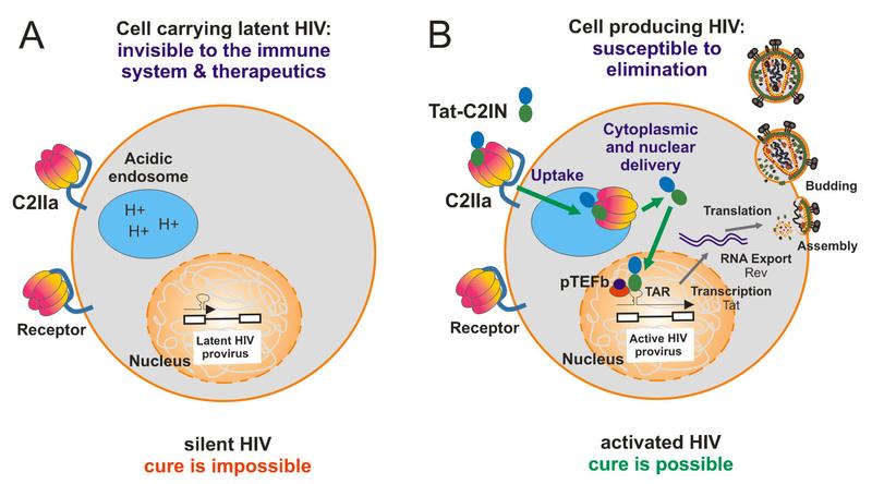 Das Schaubild zeigt die Aktivierung von latentem HIV